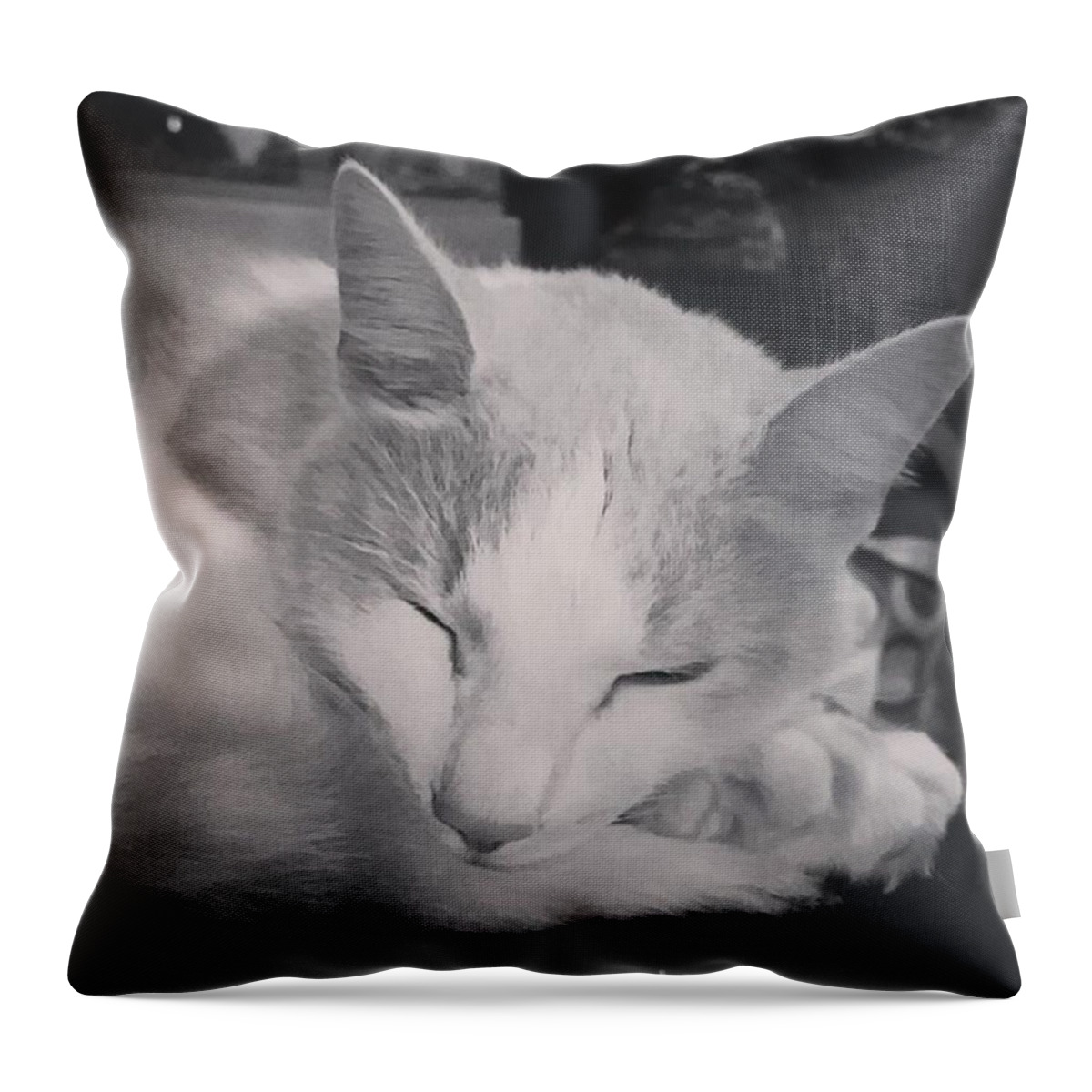 Quinn Throw Pillow featuring the photograph Sleepy Kitty #1 by Kayla Hopkins