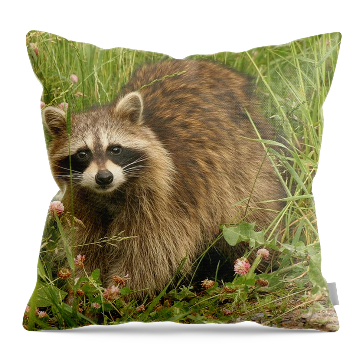 Raccoon Throw Pillow featuring the photograph Raccoon by Doris Potter