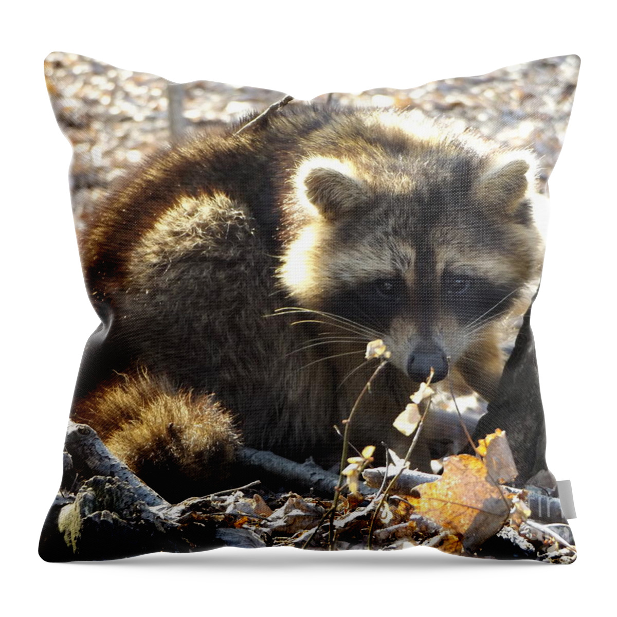 Raccoon Throw Pillow featuring the photograph Raccoon by Erick Schmidt