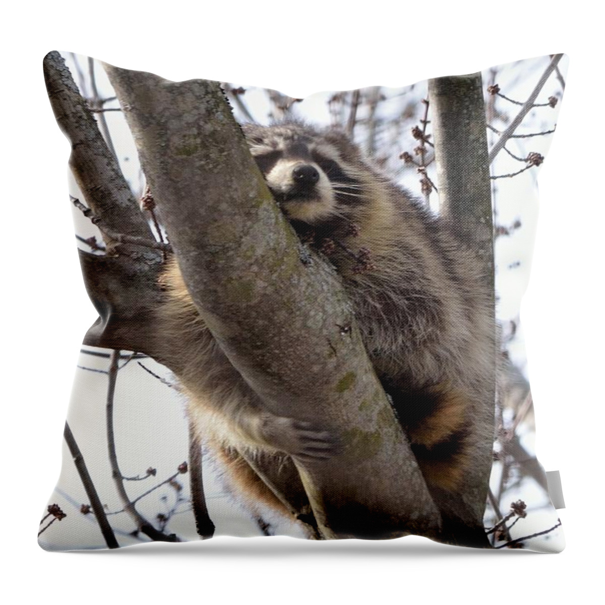 Raccoon Throw Pillow featuring the photograph Afternoon Nap-Raccoon up a Tree by David Porteus