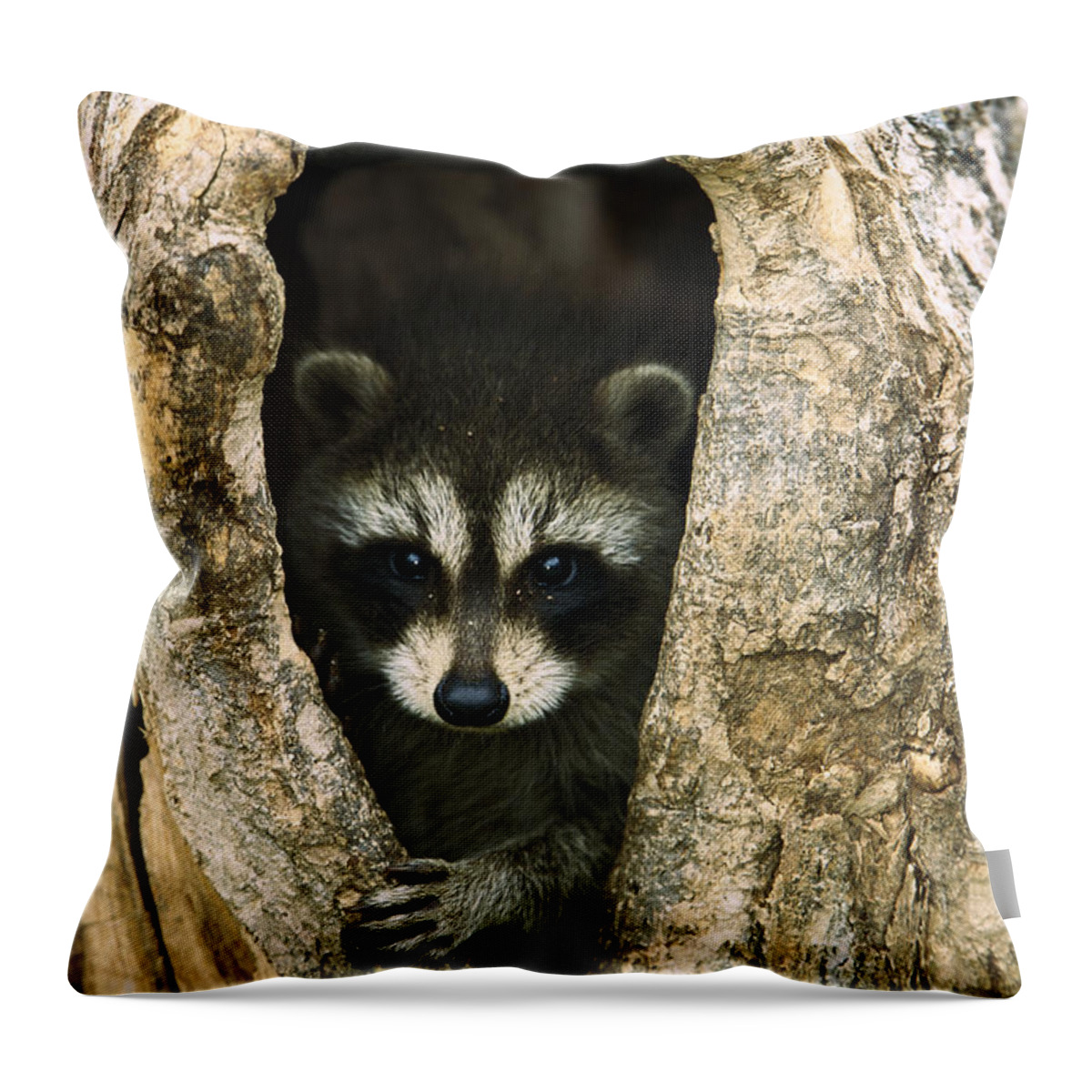 Mp Throw Pillow featuring the photograph Raccoon Procyon Lotor Baby Peering by Konrad Wothe