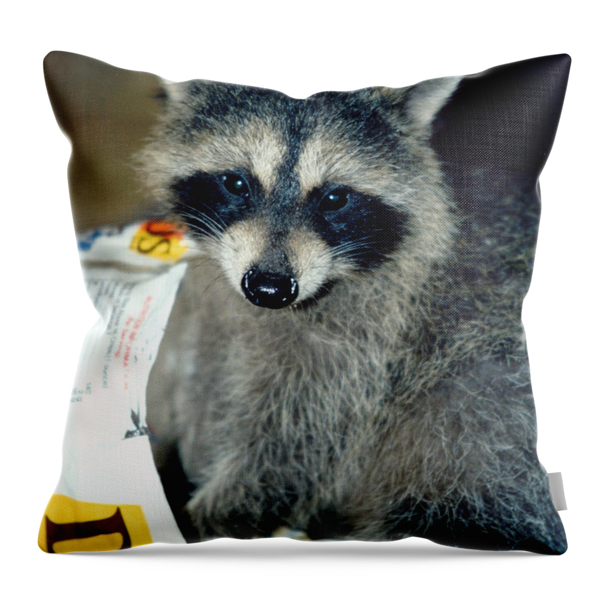 Faunagraphs Throw Pillow featuring the photograph Raccoon1 Snack Bandit by Torie Tiffany