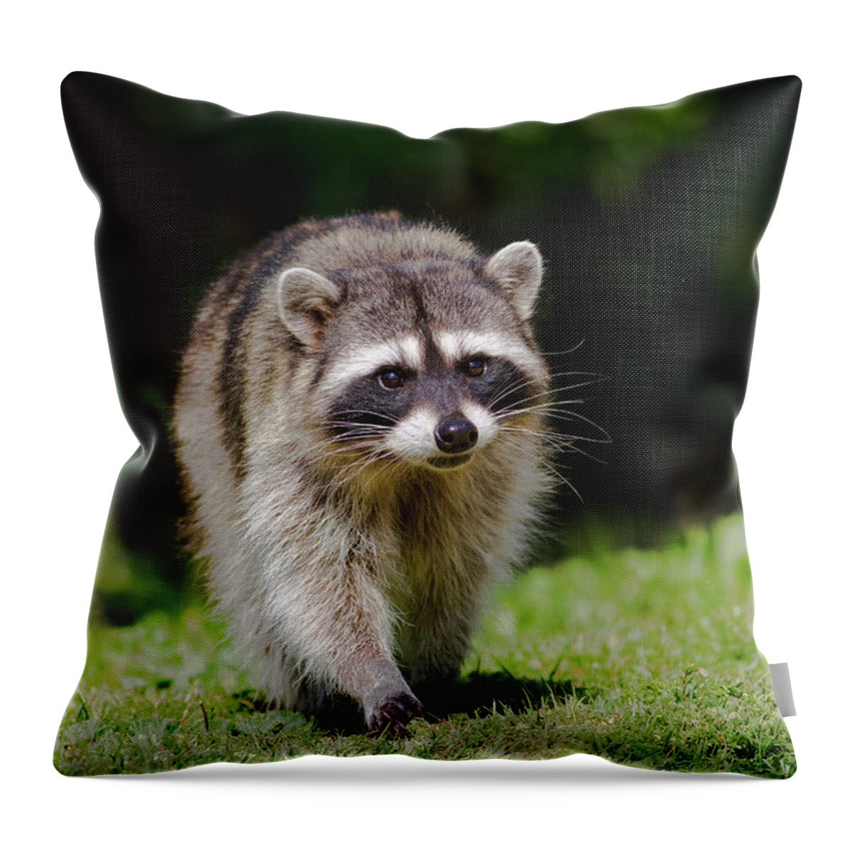 Raccoon Throw Pillow featuring the photograph Racoon Approach by Mark Miller