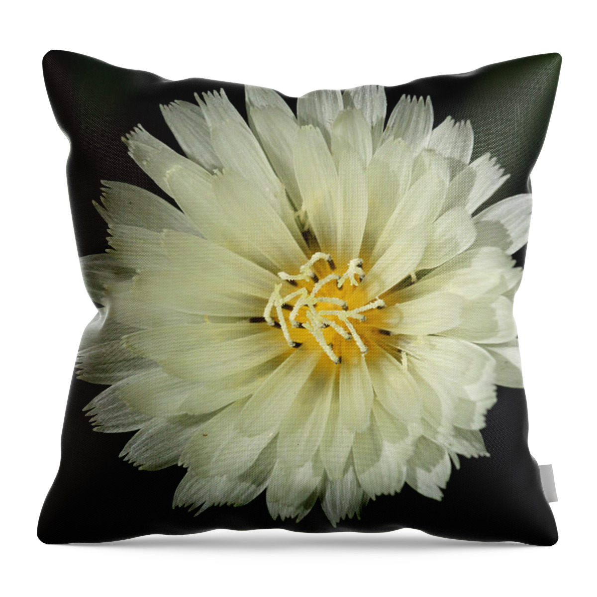 Flower Throw Pillow featuring the photograph Radiance by April Wietrecki Green