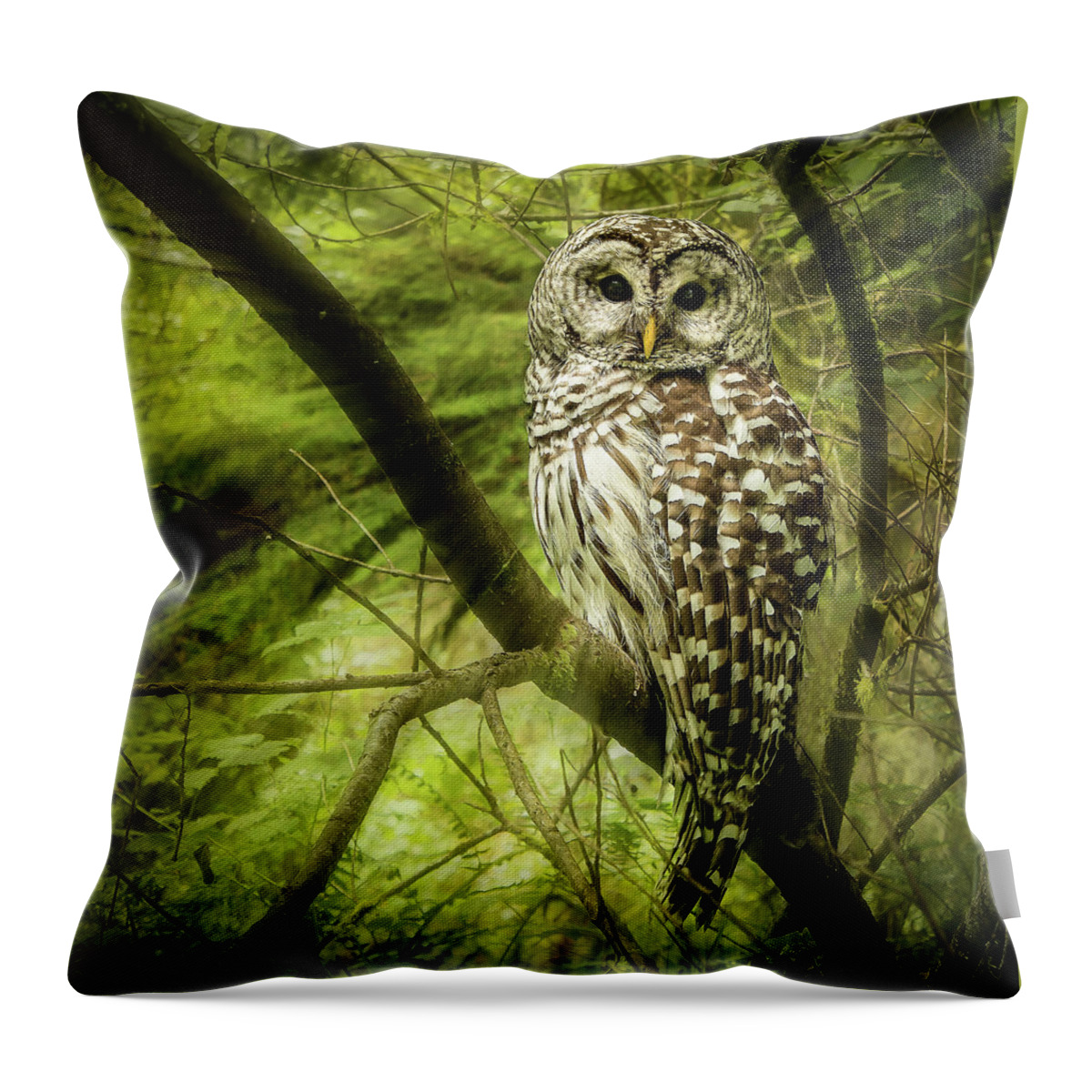 Jean Noren Throw Pillow featuring the photograph Radiating Barred Owl by Jean Noren