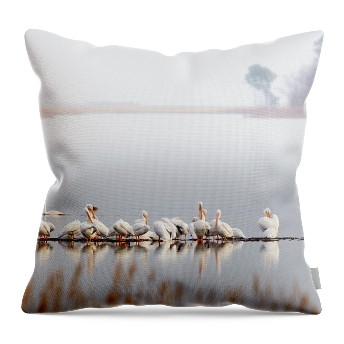 Swans Throw Pillow featuring the photograph Raft of Pelicans at Blackwater NWR by Jack Nevitt