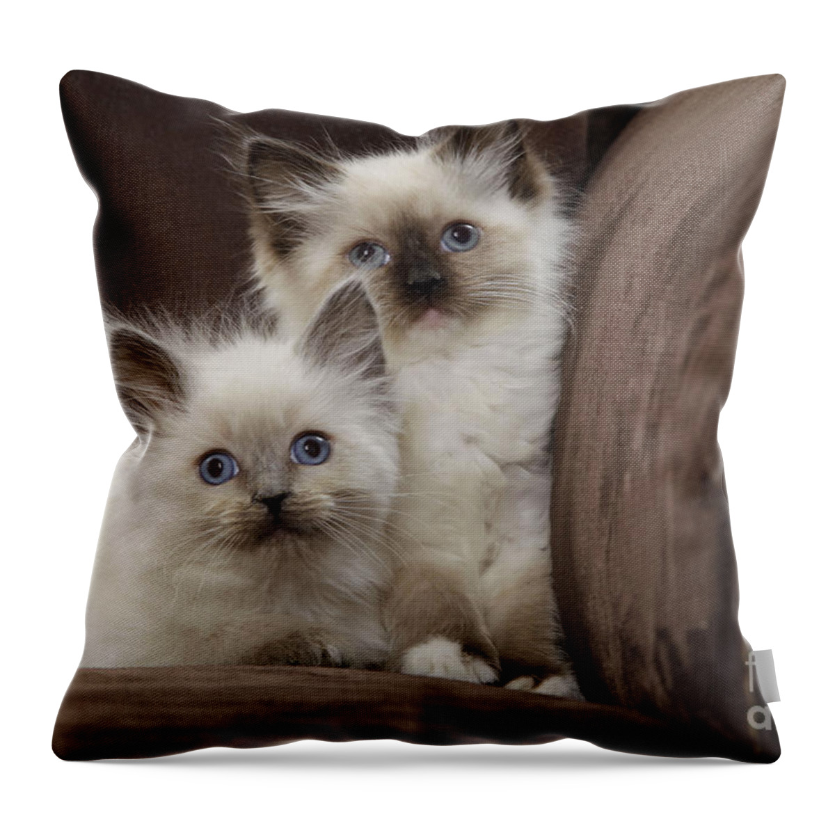 Cat Throw Pillow featuring the photograph Ragdoll Kittens by Jean-Michel Labat
