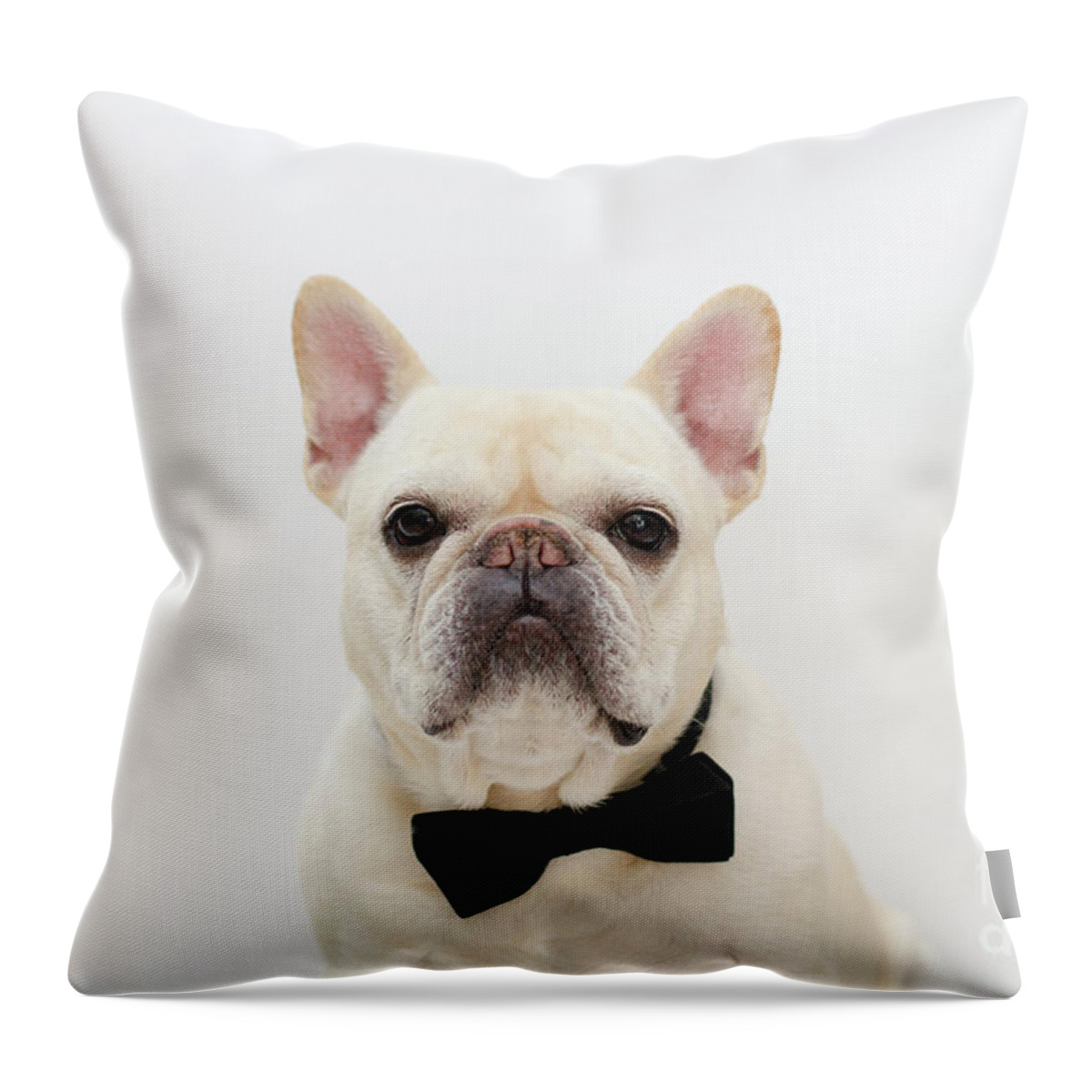 French Bulldog Throw Pillow featuring the photograph Raimy 1 by Irina ArchAngelSkaya