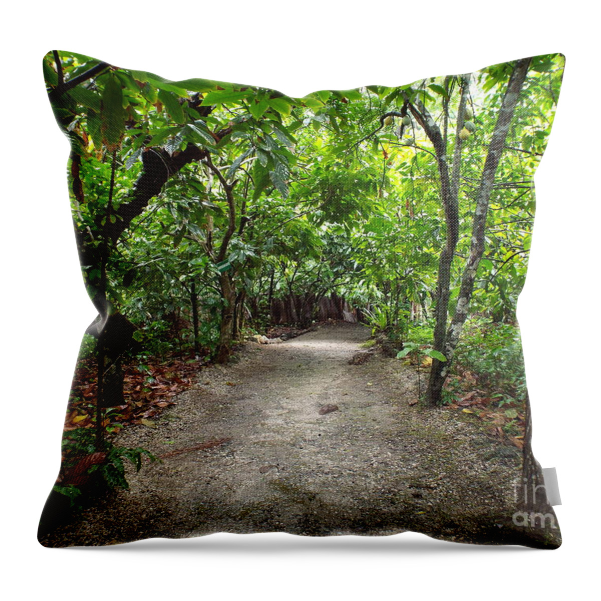 Forest Throw Pillow featuring the photograph Rain Forest Road by Barbara Von Pagel