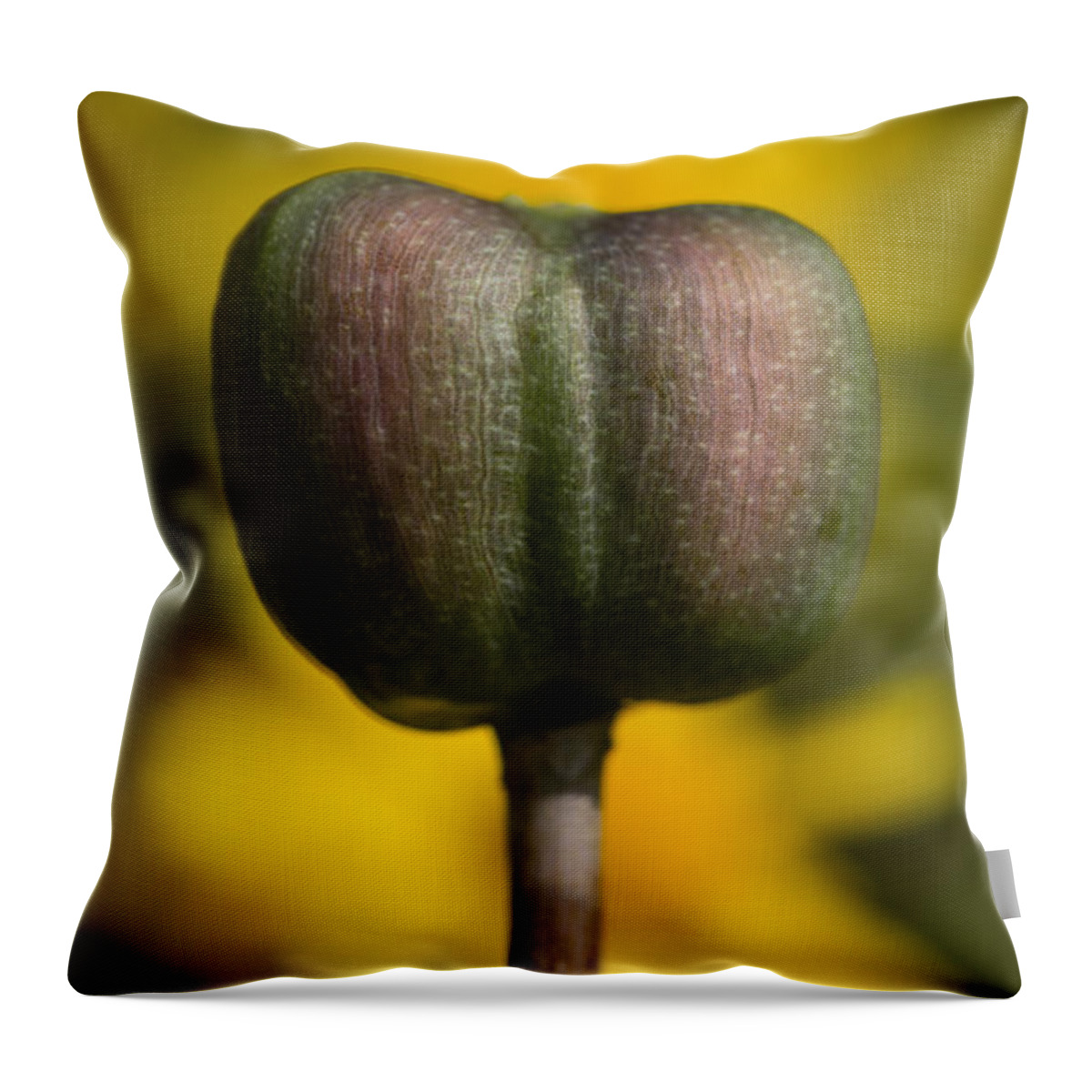 Wildflower Throw Pillow featuring the photograph Rain-Lily Capsule and Four-Nerve Daisies by Steven Schwartzman