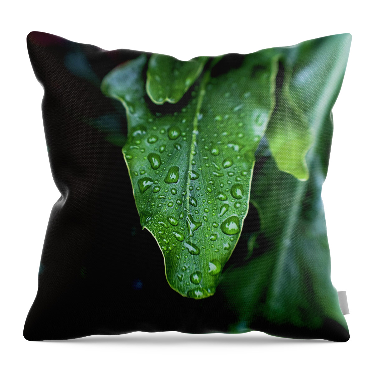 Leaf Throw Pillow featuring the photograph Rain on the Philodendron by Scott Pellegrin
