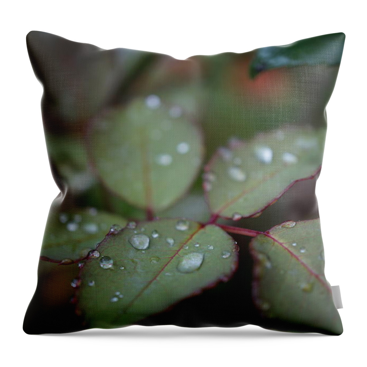 Garden Throw Pillow featuring the photograph Raindrops by Faashie Sha