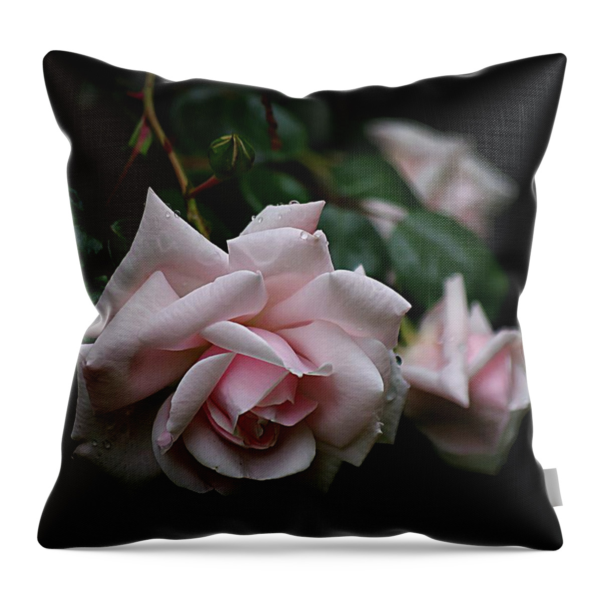 Pink Roses Throw Pillow featuring the photograph Raindrops on Roses by Karen McKenzie McAdoo