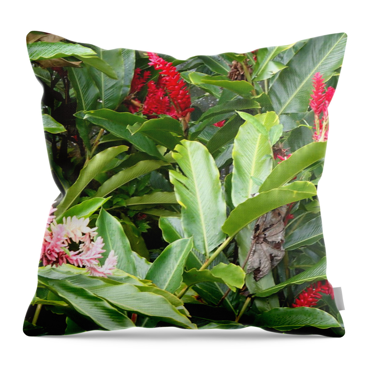Rainforest Throw Pillow featuring the photograph Rainforest Beauty by Lois Lepisto