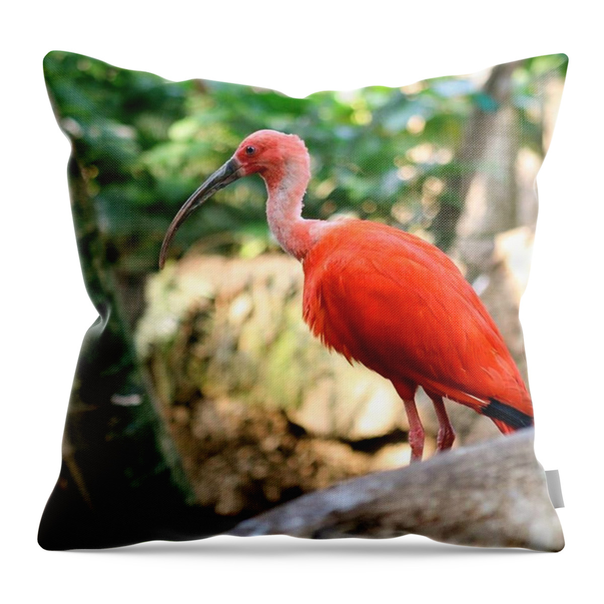 Scarlet Throw Pillow featuring the photograph Rainforest Bird by Justin Connor