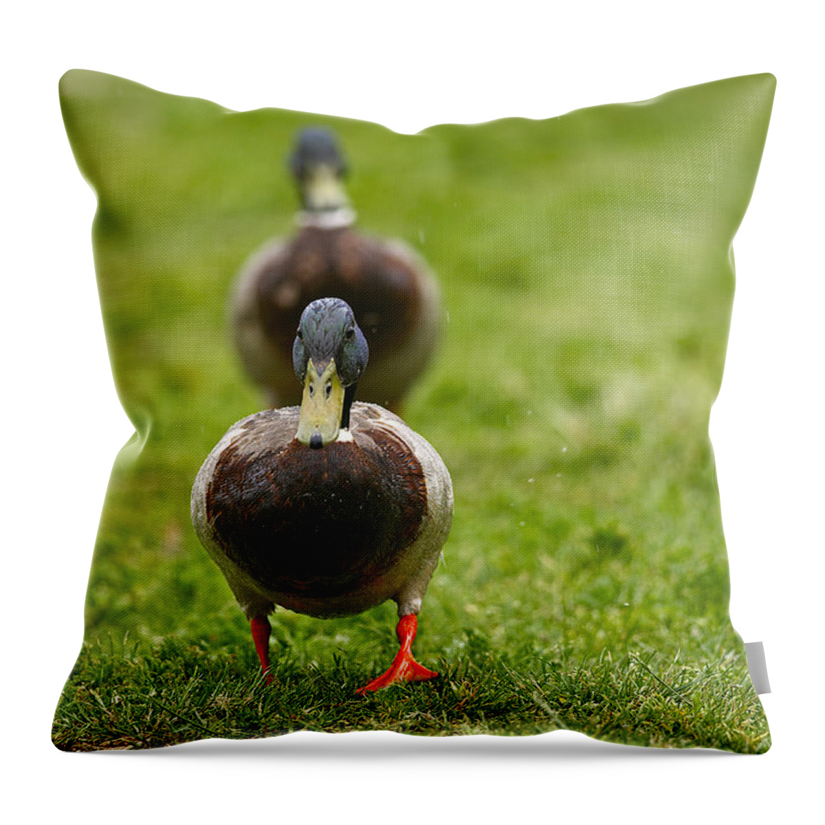 Duck Throw Pillow featuring the photograph Rainy Day Ducks by Sharon Talson