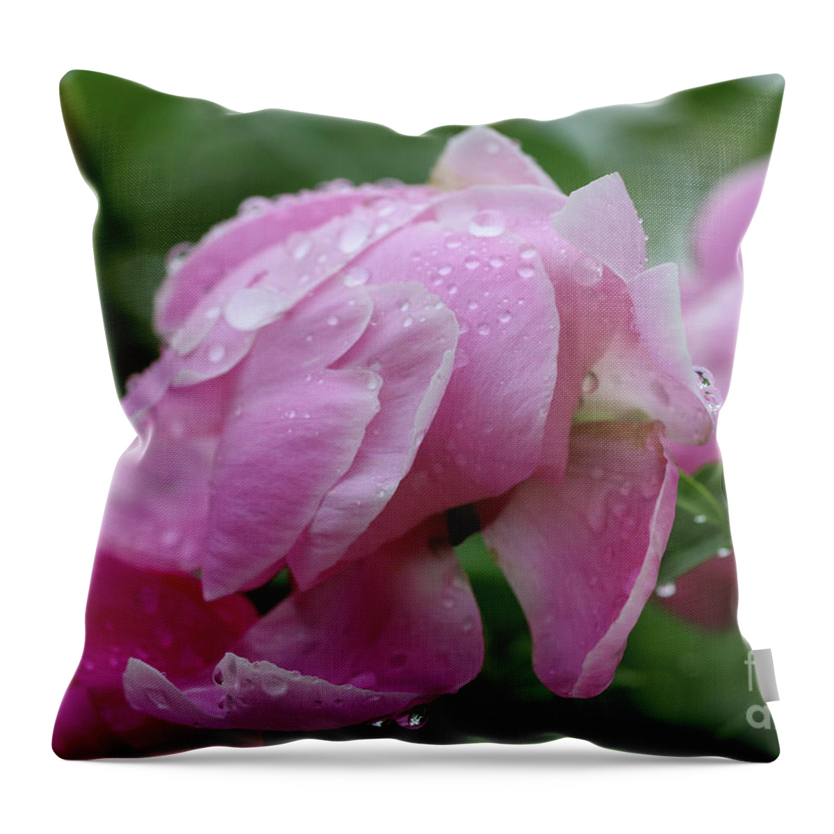 Rainy Day Peonies Throw Pillow featuring the photograph Rainy Day Peonies by Rachel Cohen