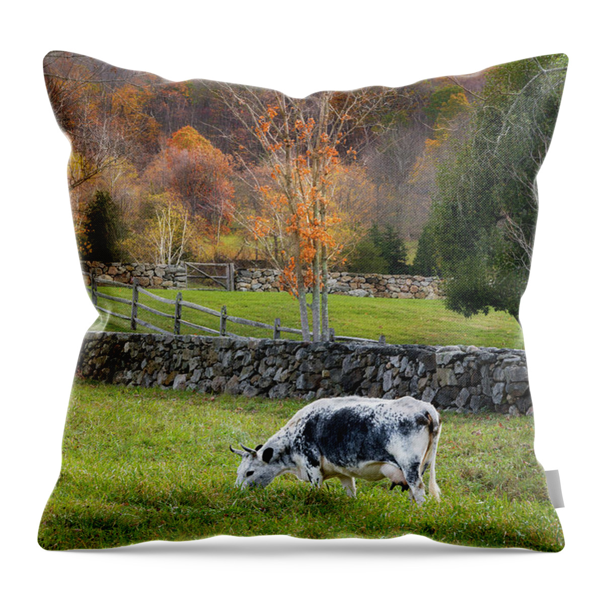 Randall Cattle Throw Pillow featuring the photograph Randall Cattle Cow by Bill Wakeley