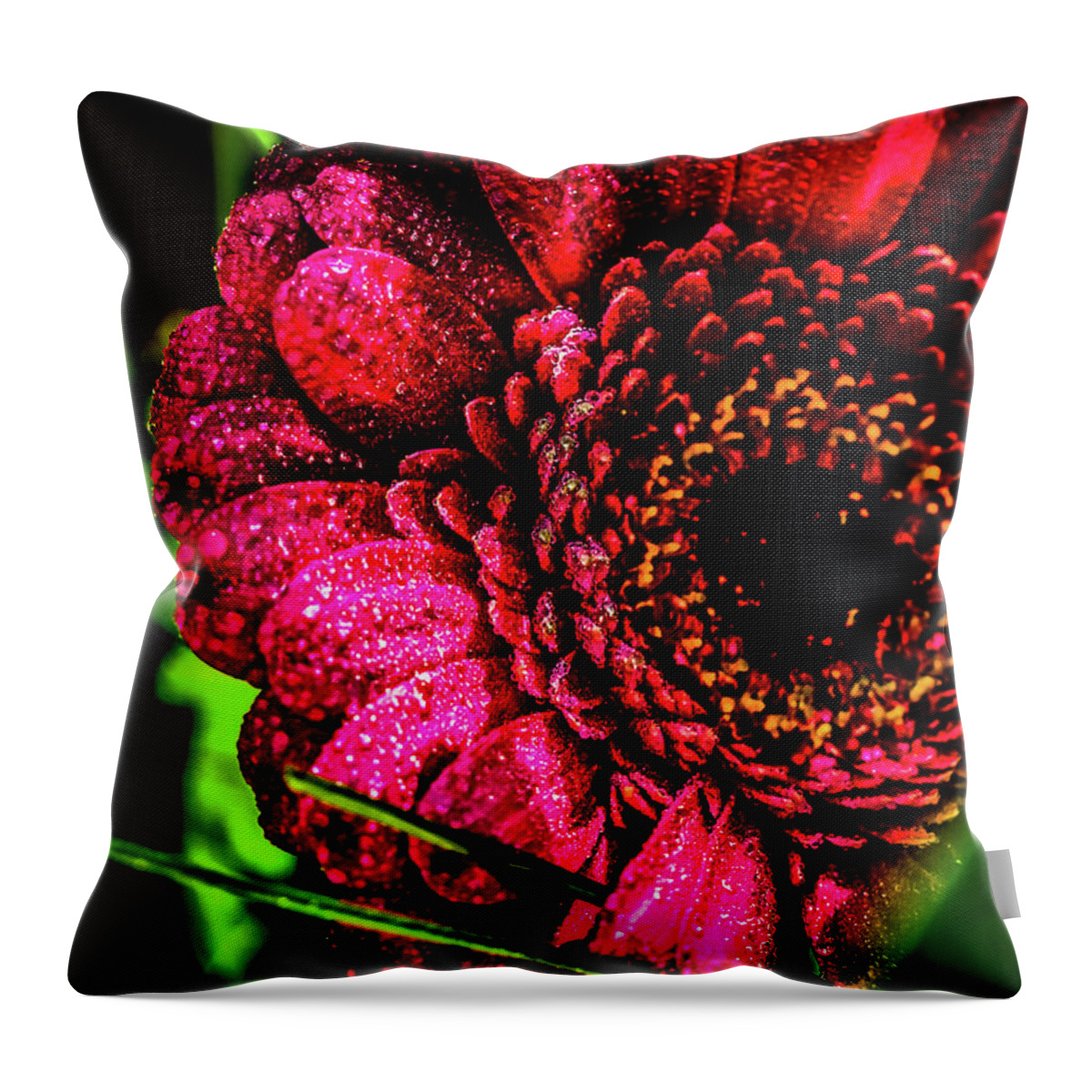 Gerbera Flower Throw Pillow featuring the photograph Raspberry Gerberay by Margaux Dreamaginations
