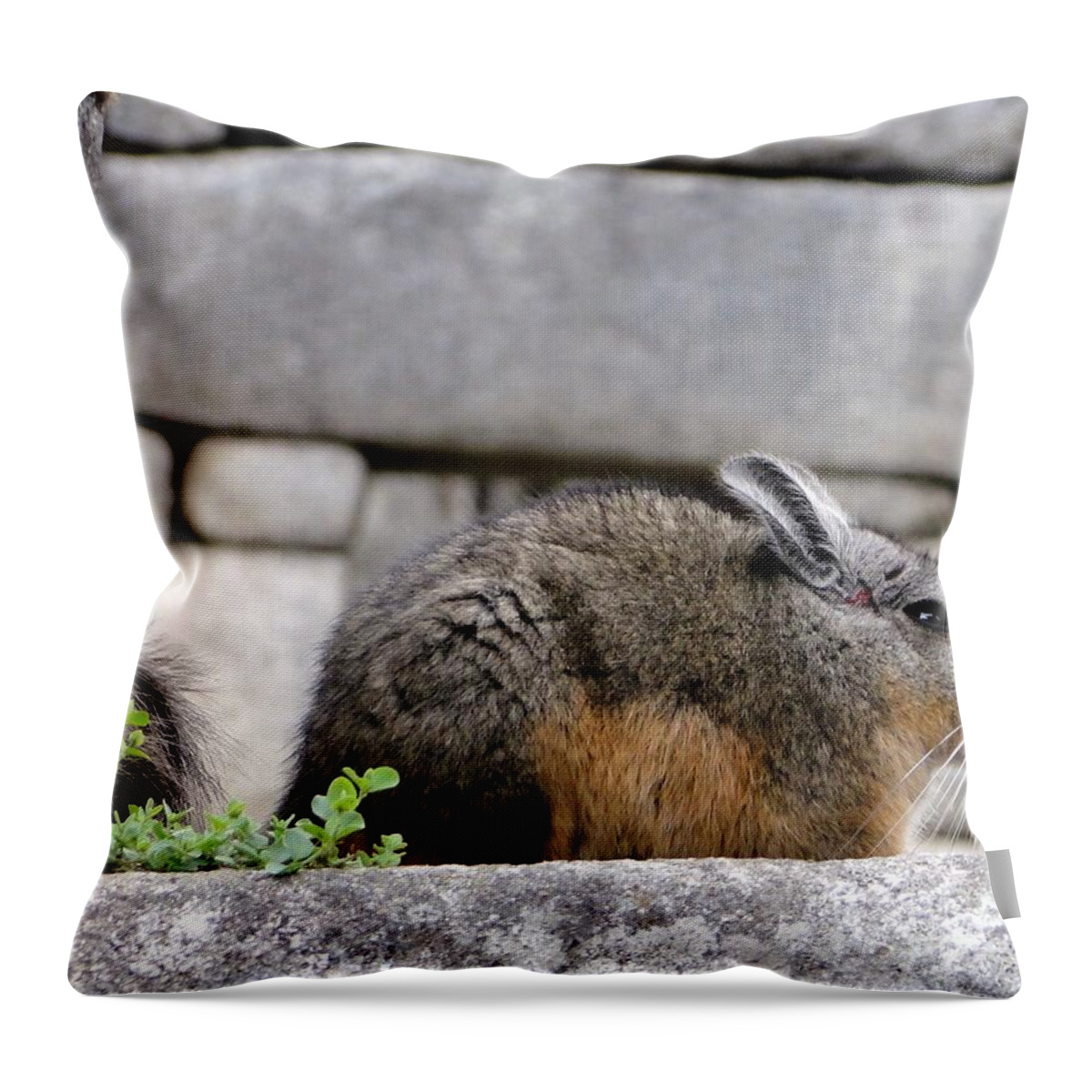 Whisker Throw Pillow featuring the photograph Rare Little Chincha by Barbie Corbett-Newmin