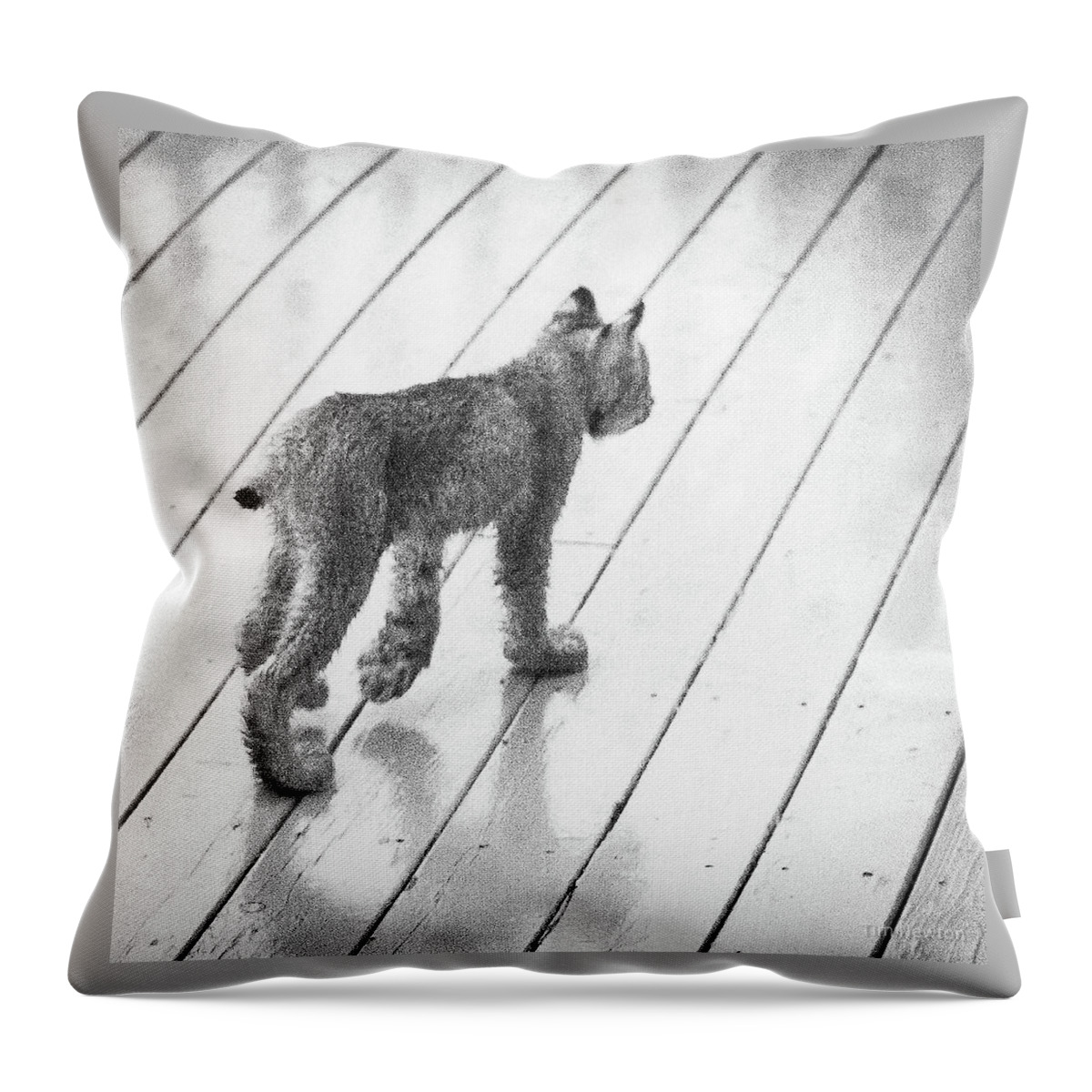 Lynx Throw Pillow featuring the photograph Lynx Kitty Stroll by Tim Newton