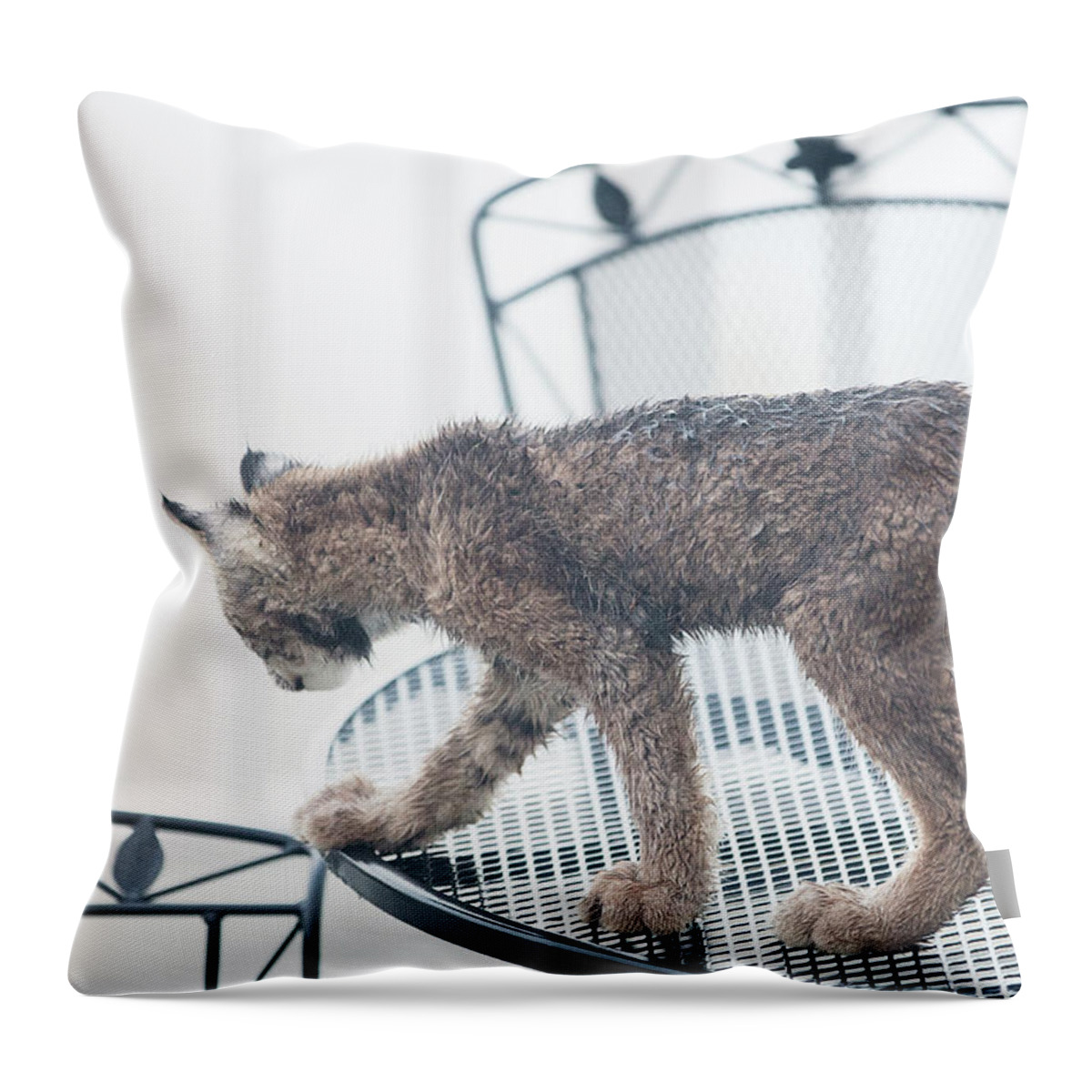 Lynx Throw Pillow featuring the photograph The Table is Set by Tim Newton