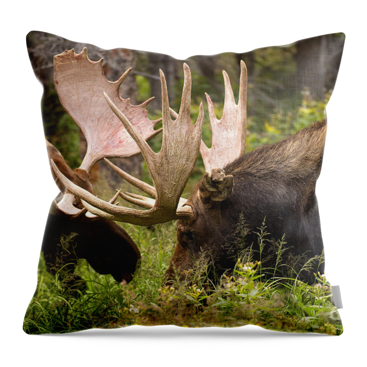 Bull Moose Throw Pillow featuring the photograph Reach Advantage by Aaron Whittemore