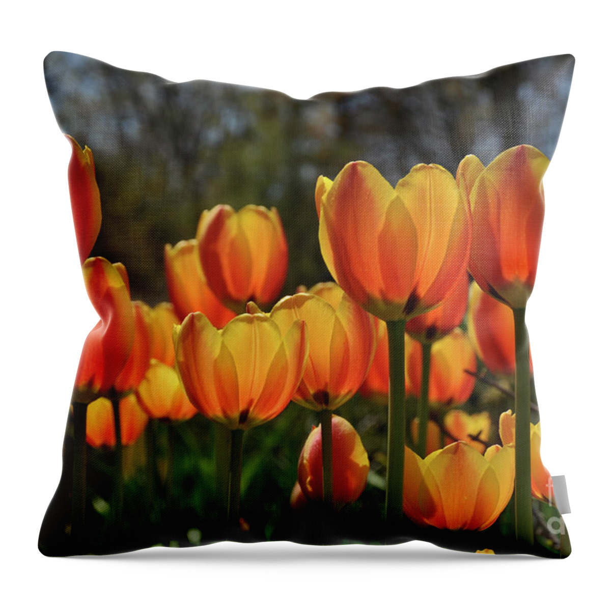Flower Throw Pillow featuring the photograph Reach for the Sun by Elaine Manley