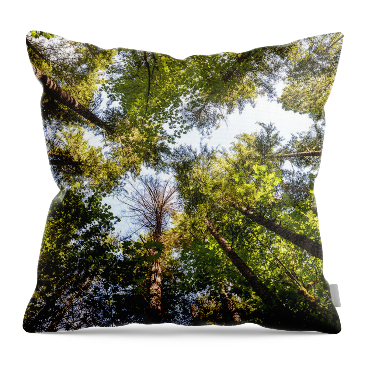 Autumn Throw Pillow featuring the photograph Reaching for Sky by Ronda Broatch