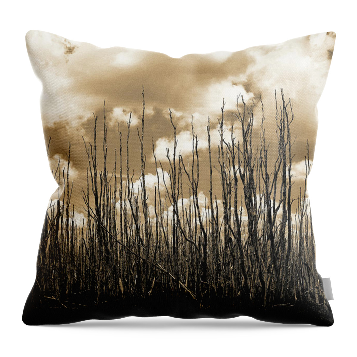 Everglades Throw Pillow featuring the photograph Reaching To the Sky by Gary Dean Mercer Clark