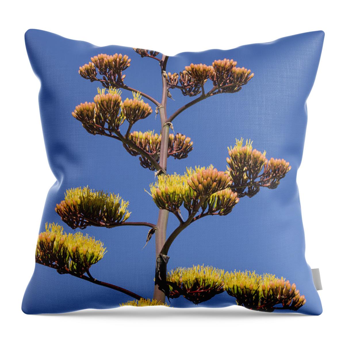 Century Plant Throw Pillow featuring the photograph Reaching to the Sky by Laura Pratt