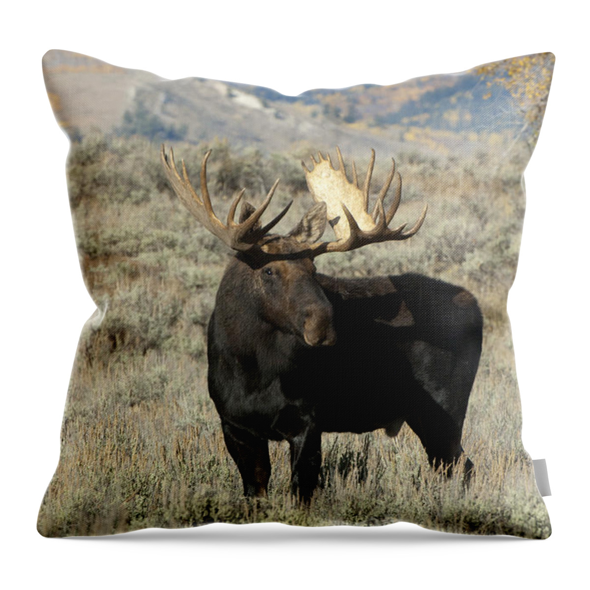 Grand Teton Throw Pillow featuring the photograph Ready And Waiting by Sandra Bronstein