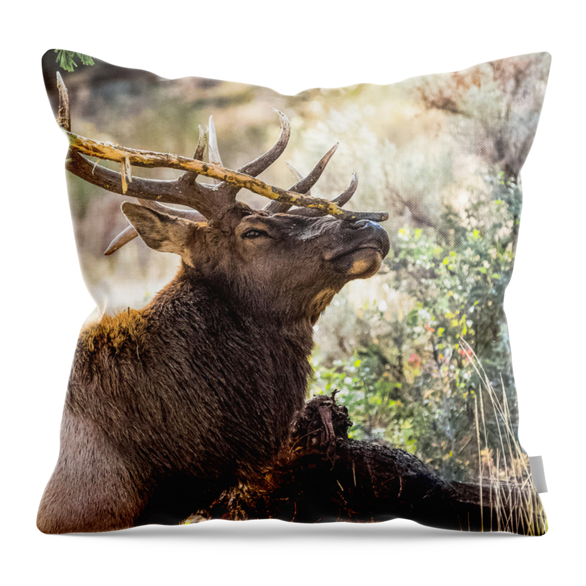 Bull Elk Throw Pillow featuring the photograph Ready For Rut by Yeates Photography