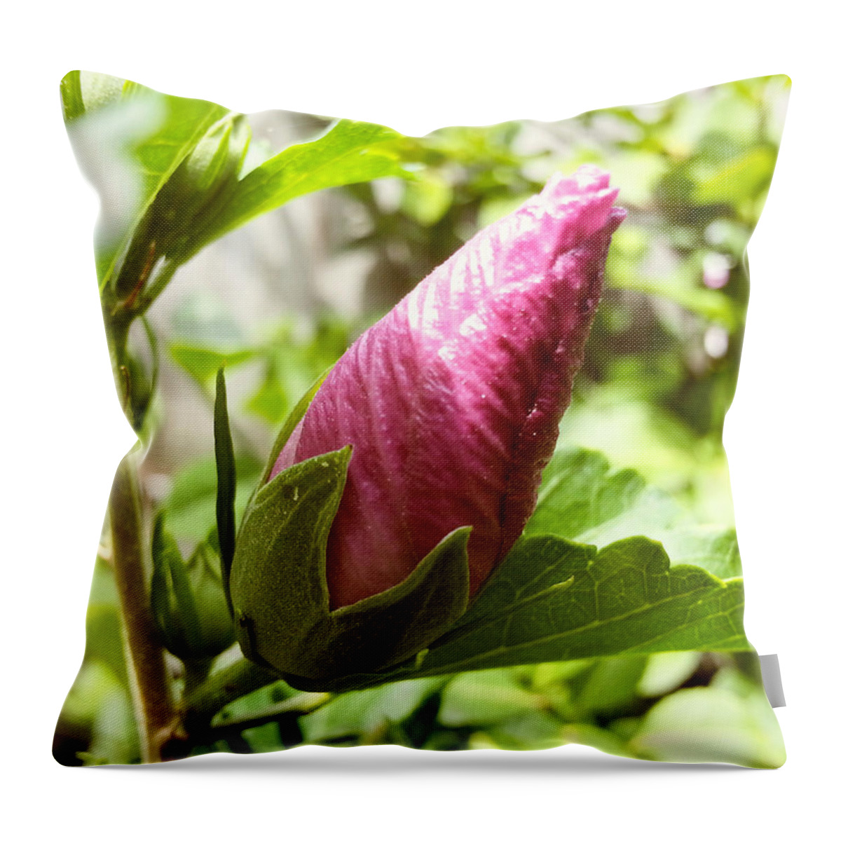 Hibiscus Throw Pillow featuring the photograph Ready to Bloom by Robert Knight