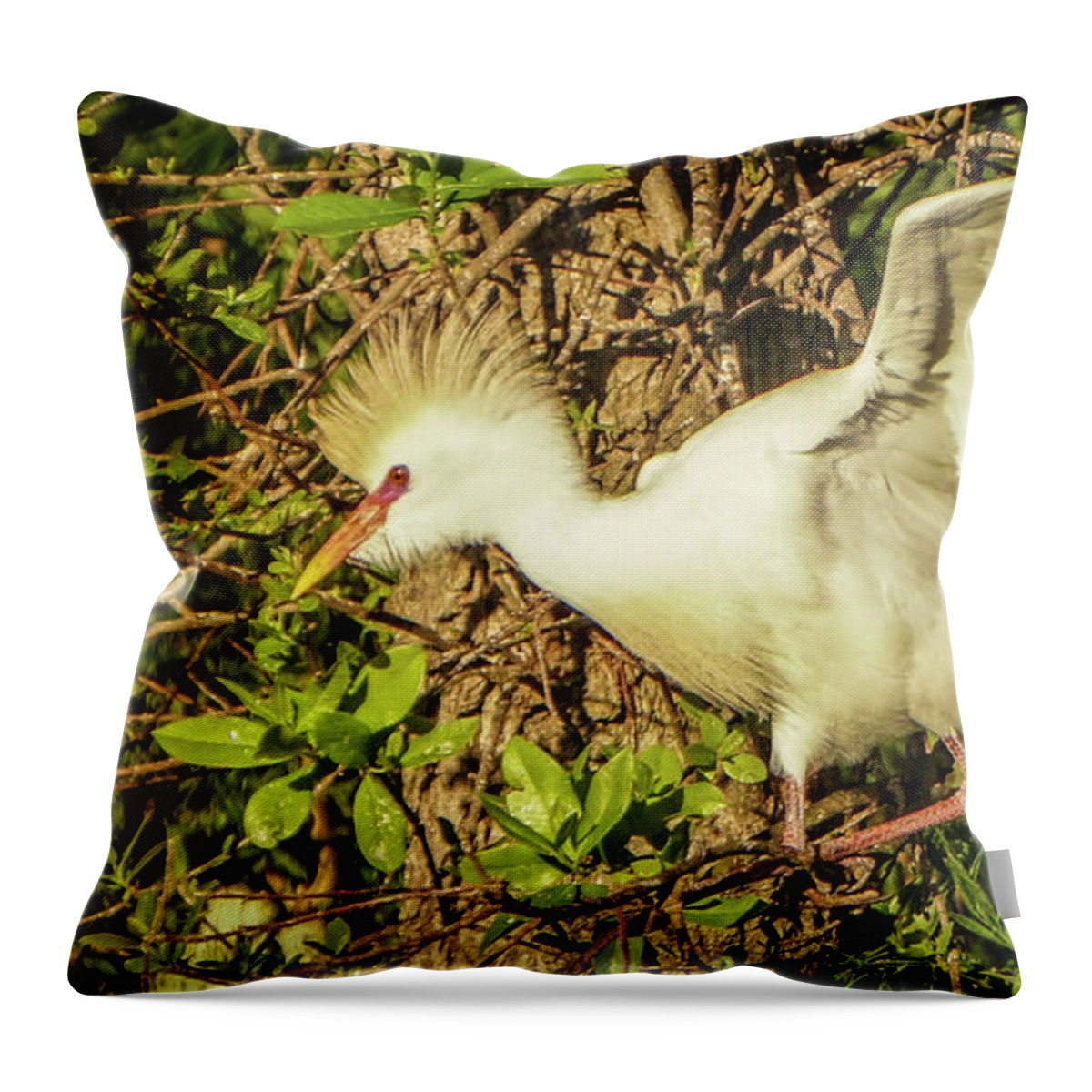 Florida Throw Pillow featuring the photograph Ready to fly by Jane Luxton