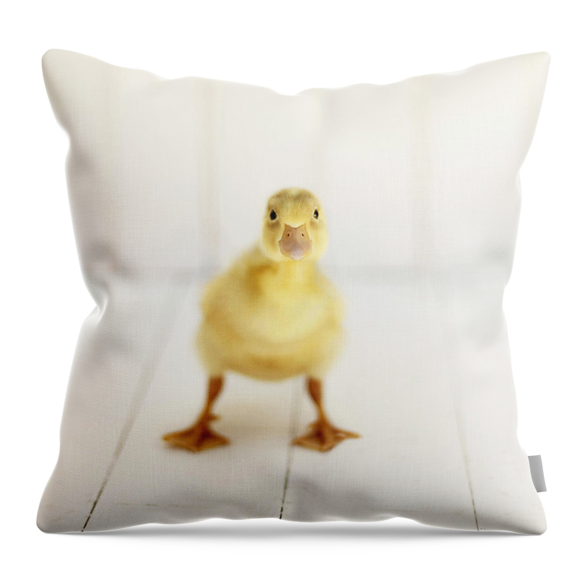 Duck Photography Throw Pillow featuring the photograph Ready to Rumble - Square Version by Amy Tyler