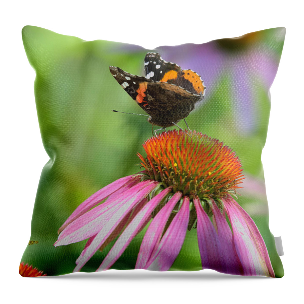 Butterfly Throw Pillow featuring the photograph Red Admiral on Cone Flower by Kae Cheatham