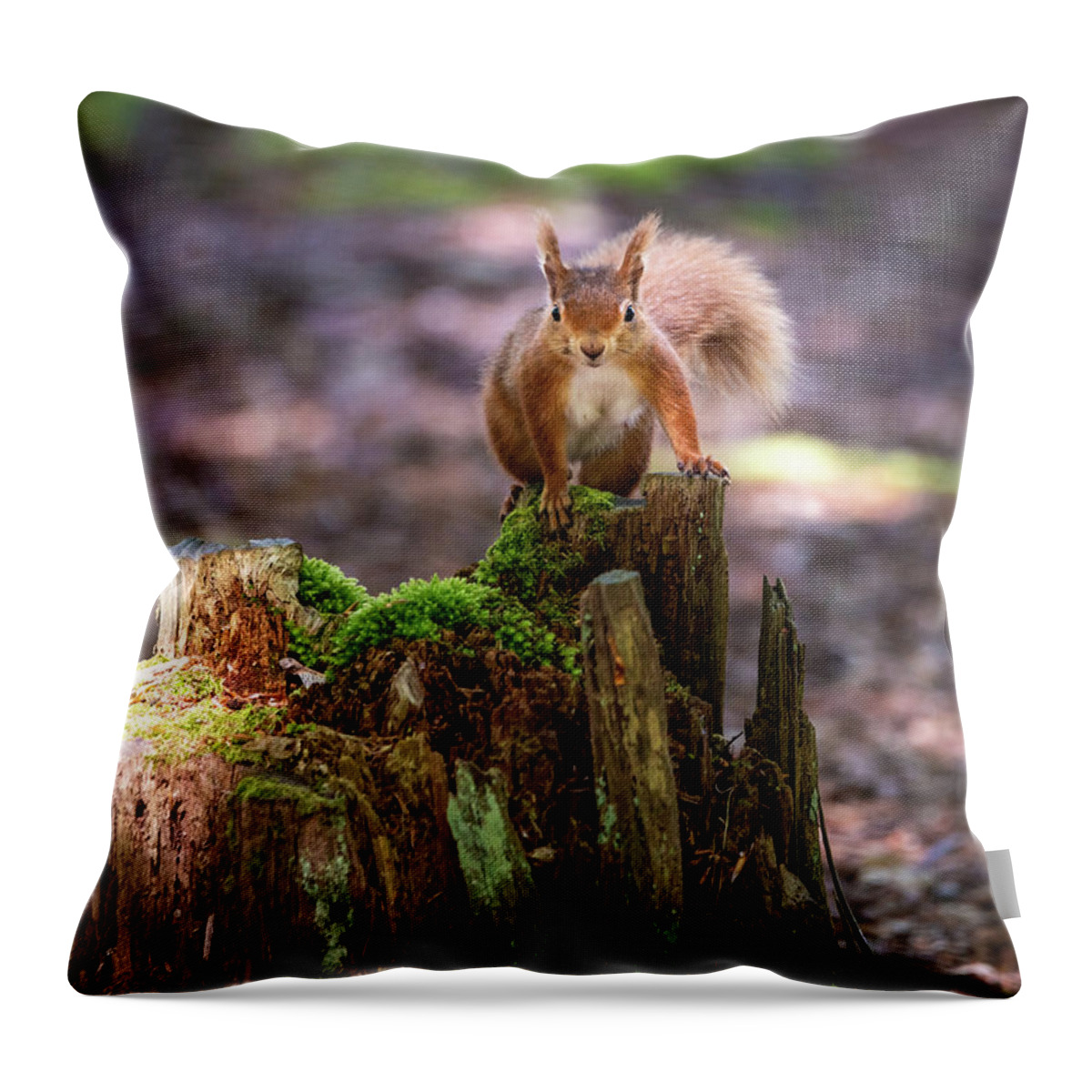 Red Squirrel Throw Pillow featuring the photograph Red Alert by Framing Places