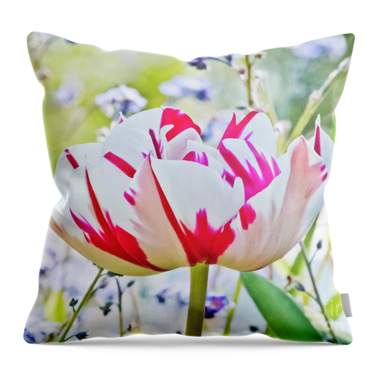 Red And White Tulip Throw Pillow featuring the photograph Red and White Tulip by Terri Waters