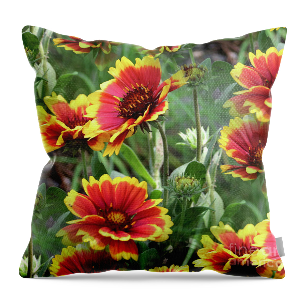 Daisy Throw Pillow featuring the photograph Red And Yellow Daisy Dreams by Smilin Eyes Treasures