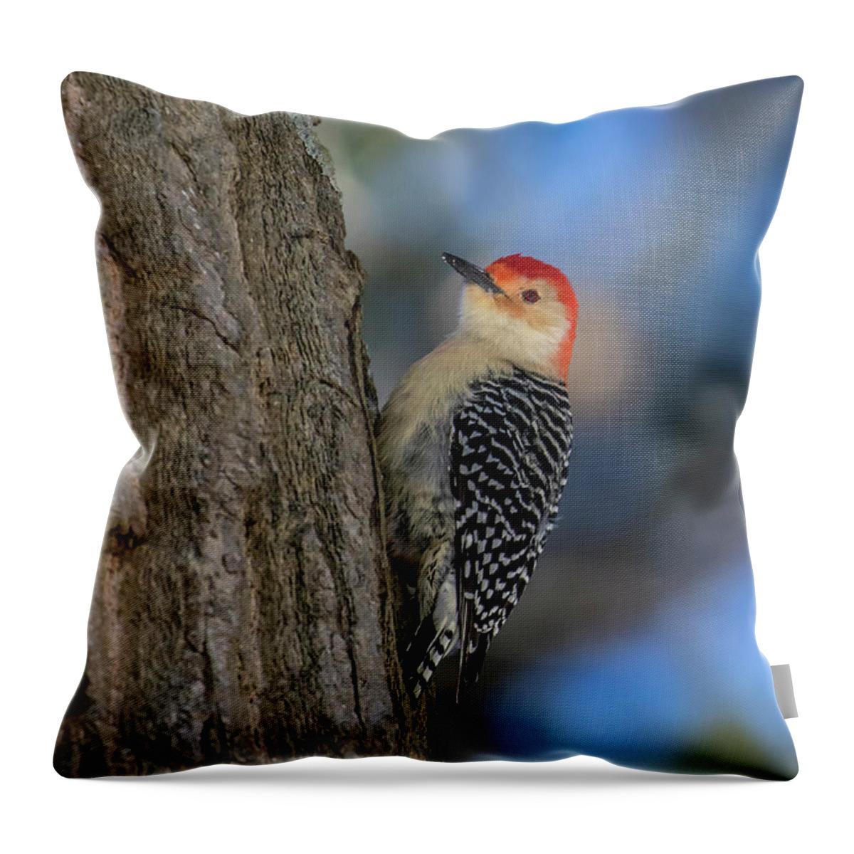 Bird Photography Throw Pillow featuring the photograph Red-bellied Wodpecker 3 by Gary Hall