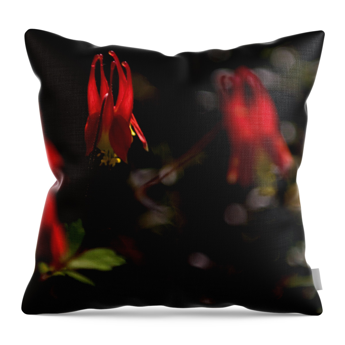 floral Beauty Throw Pillow featuring the photograph Red Blaze by Paul Mangold