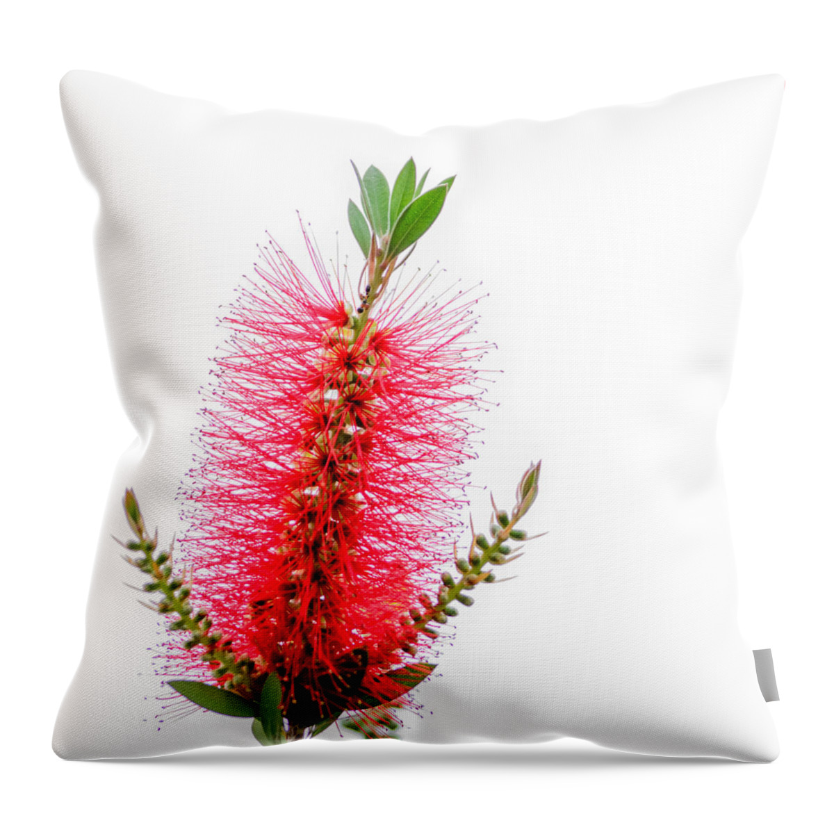 Texas Flowerbottle Brush Throw Pillow featuring the photograph Red Bottle Brush Against An Overcast Sky by Debra Martz