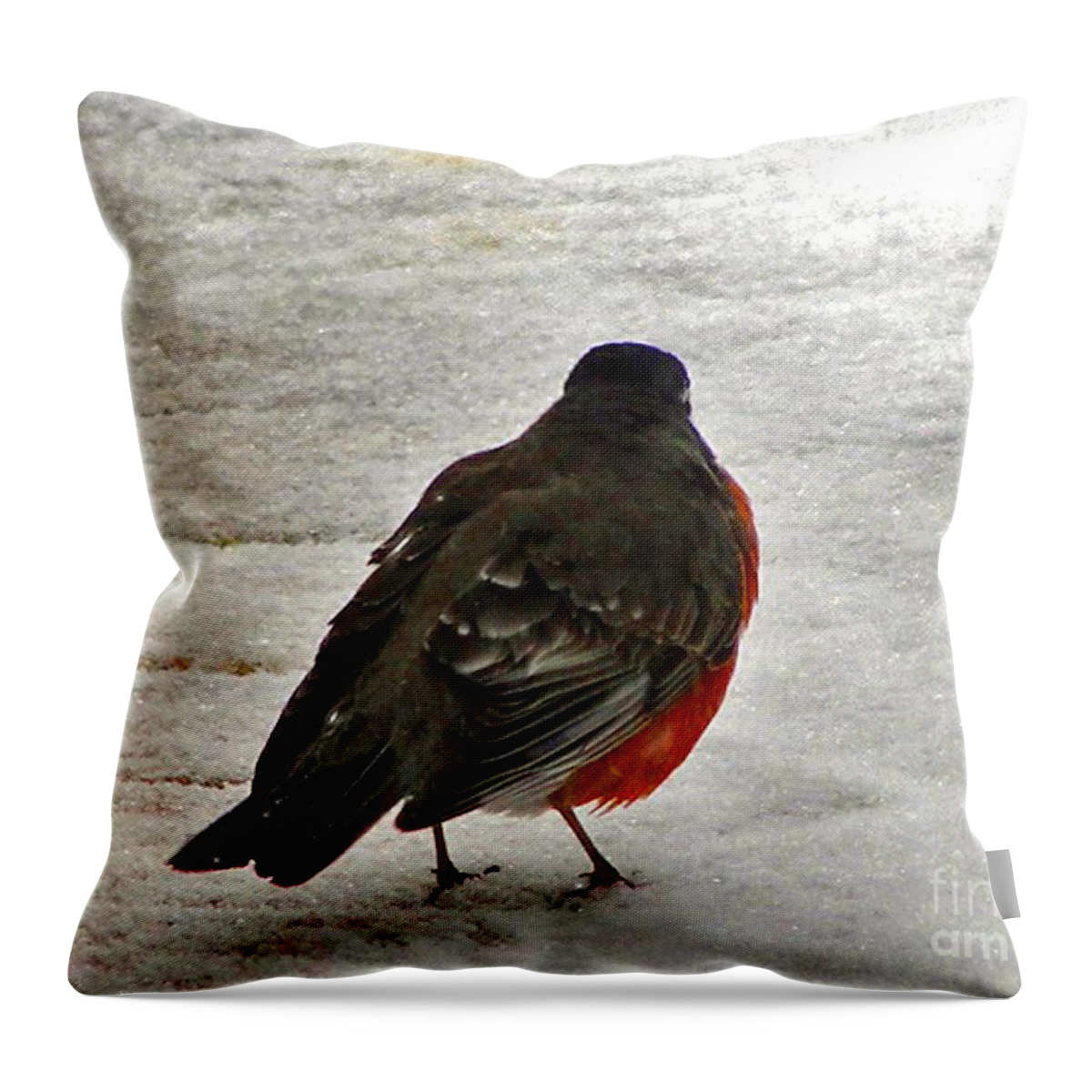 Robin Throw Pillow featuring the photograph Red Breasted Robin by Mafalda Cento