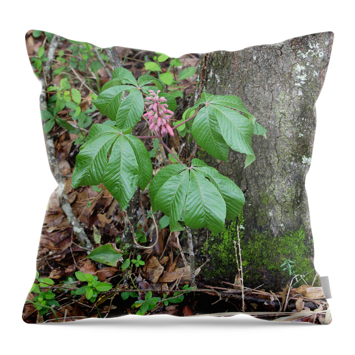 Ronnie Maum Throw Pillow featuring the photograph Red Buckeye by Ronnie Maum