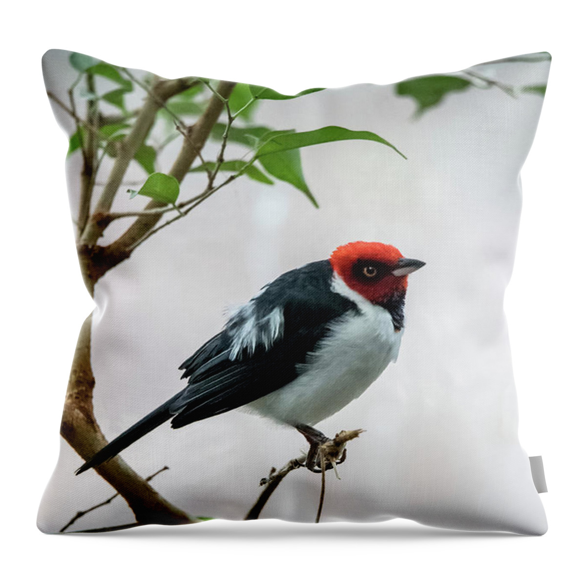 South America Throw Pillow featuring the photograph Red Capped Cardinal 2 by Ed Taylor