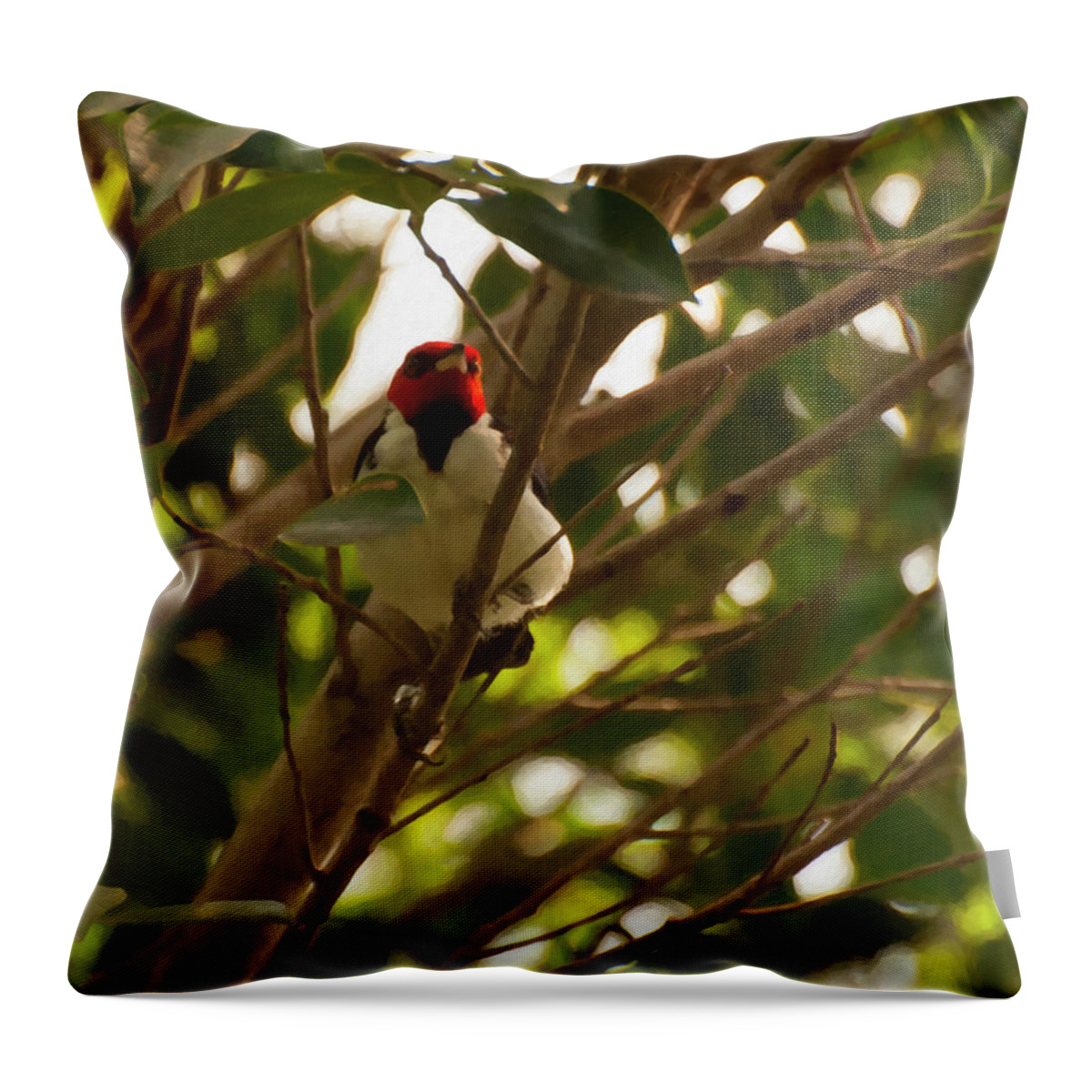 Red Capped Cardinal Throw Pillow featuring the photograph Red-Capped Cardinal digital oil by Flees Photos