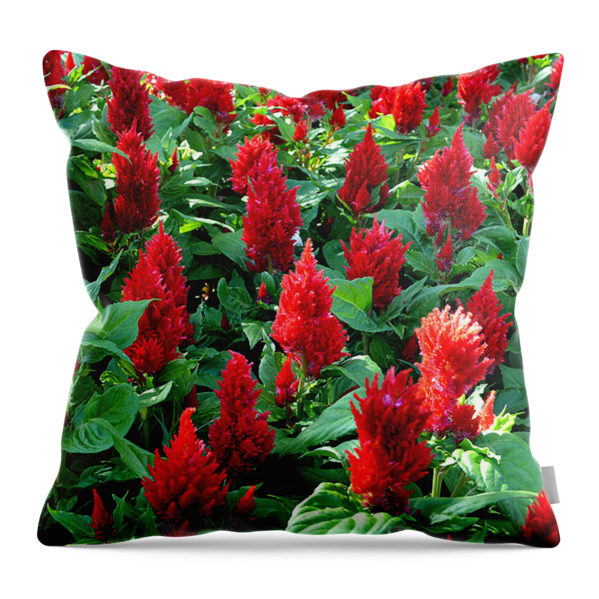 Red Celosia Throw Pillow featuring the photograph Red Celosia Garden by Glenn McCarthy Art and Photography