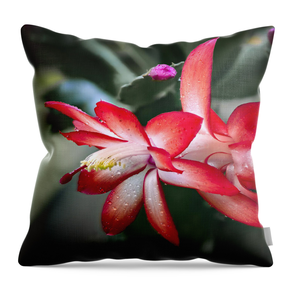 Jean Noren Throw Pillow featuring the photograph Red Christmas Cactus by Jean Noren