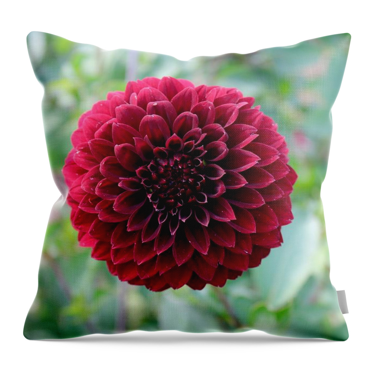  Dahlia Throw Pillow featuring the photograph Red Dahlia by Brian Eberly
